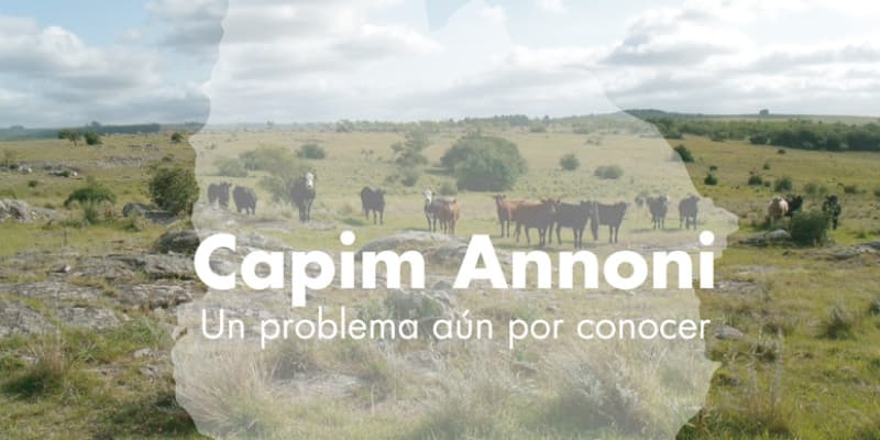 Capim Annoni: un problema aun por conocer