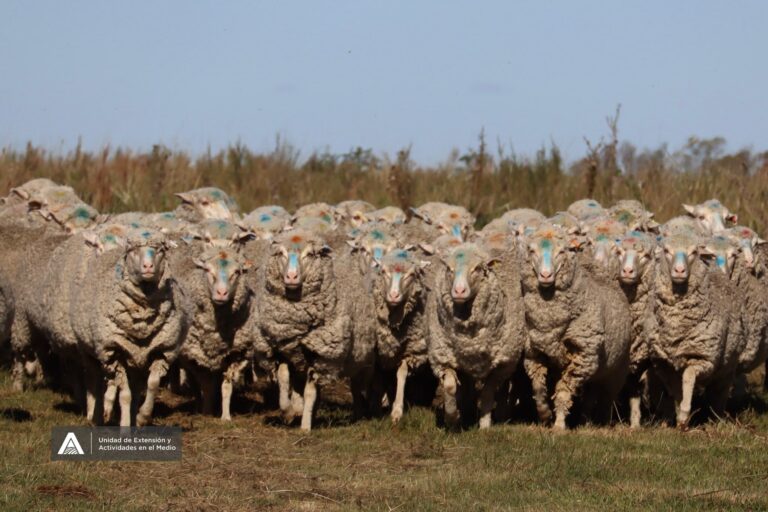 gira merino xii